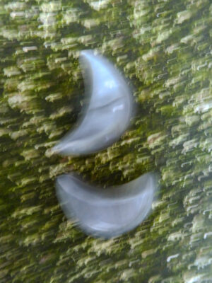 HALF MOON EARRINGS / Mother-of-pearl
